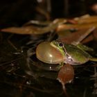 Hyla arborea