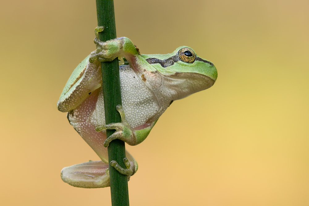 ~Hyla arborea~