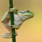 ~Hyla arborea~