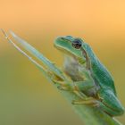 Hyla arborea 