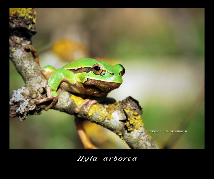 Hyla arborea