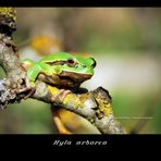 Hyla arborea