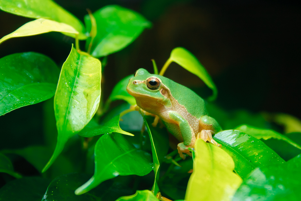 Hyla Arborea