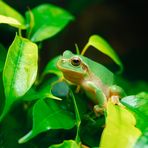 Hyla Arborea