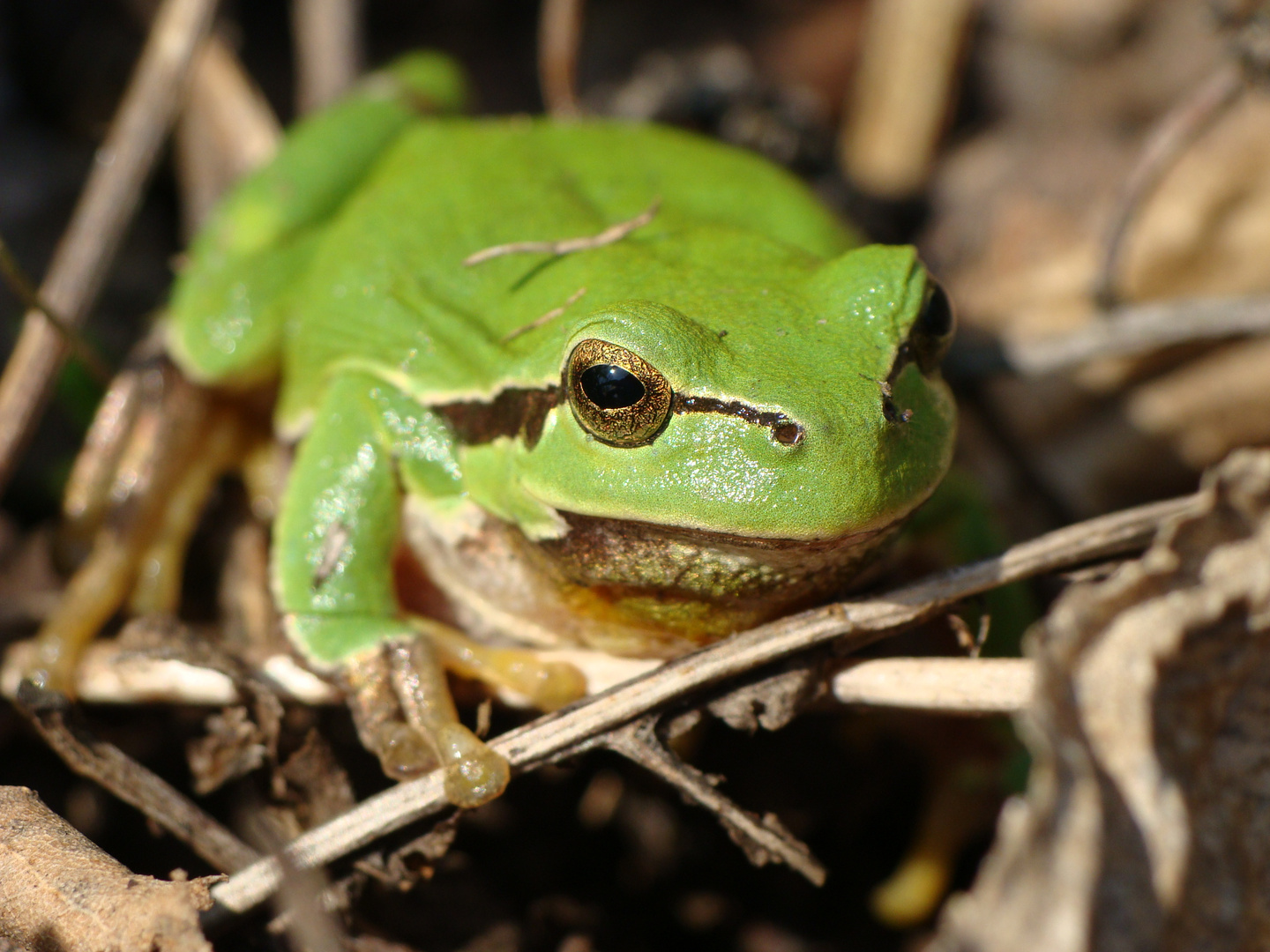 Hyla arborea