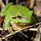 Hyla arborea