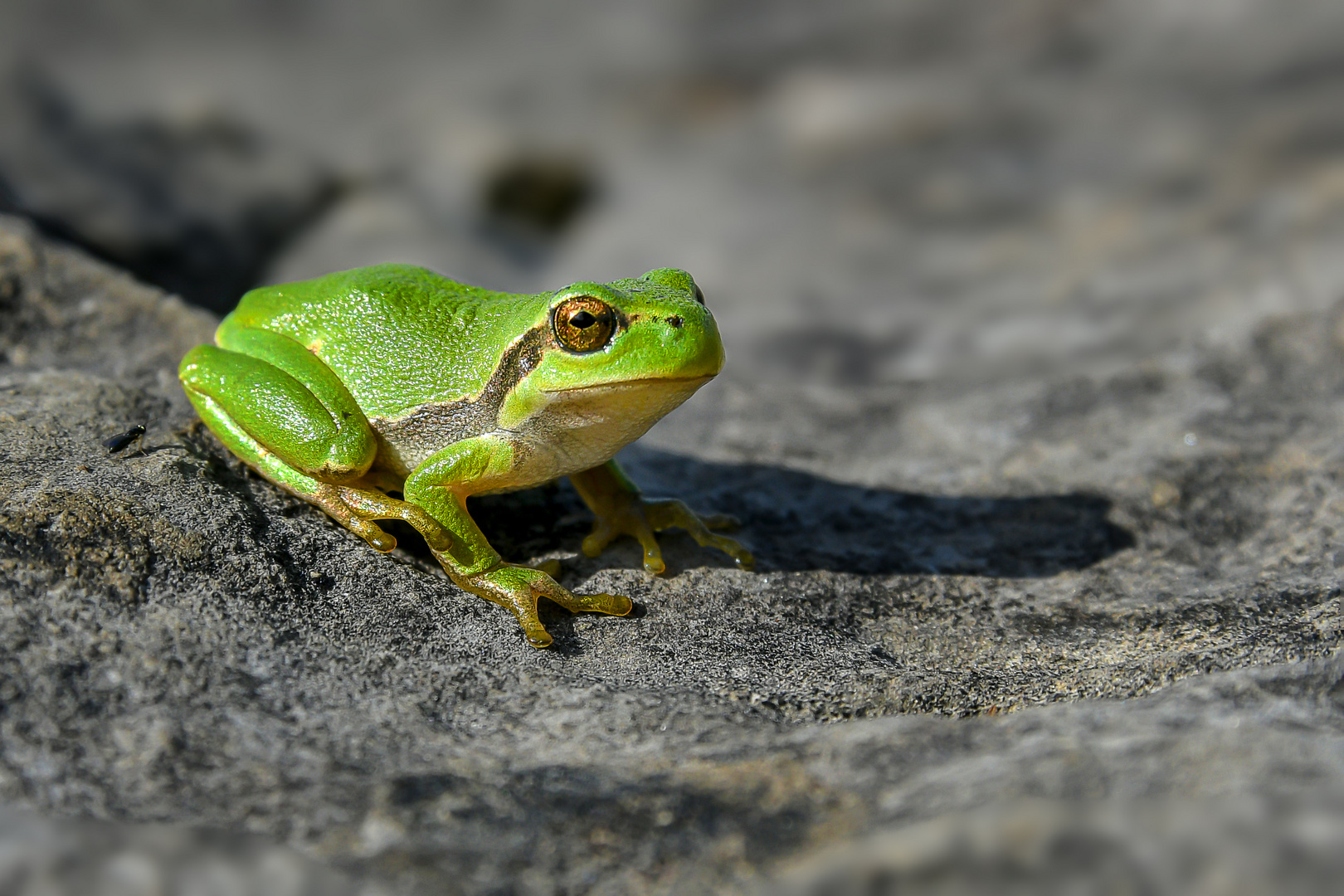 Hyla arborea