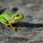 Hyla arborea