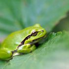 Hyla arborea