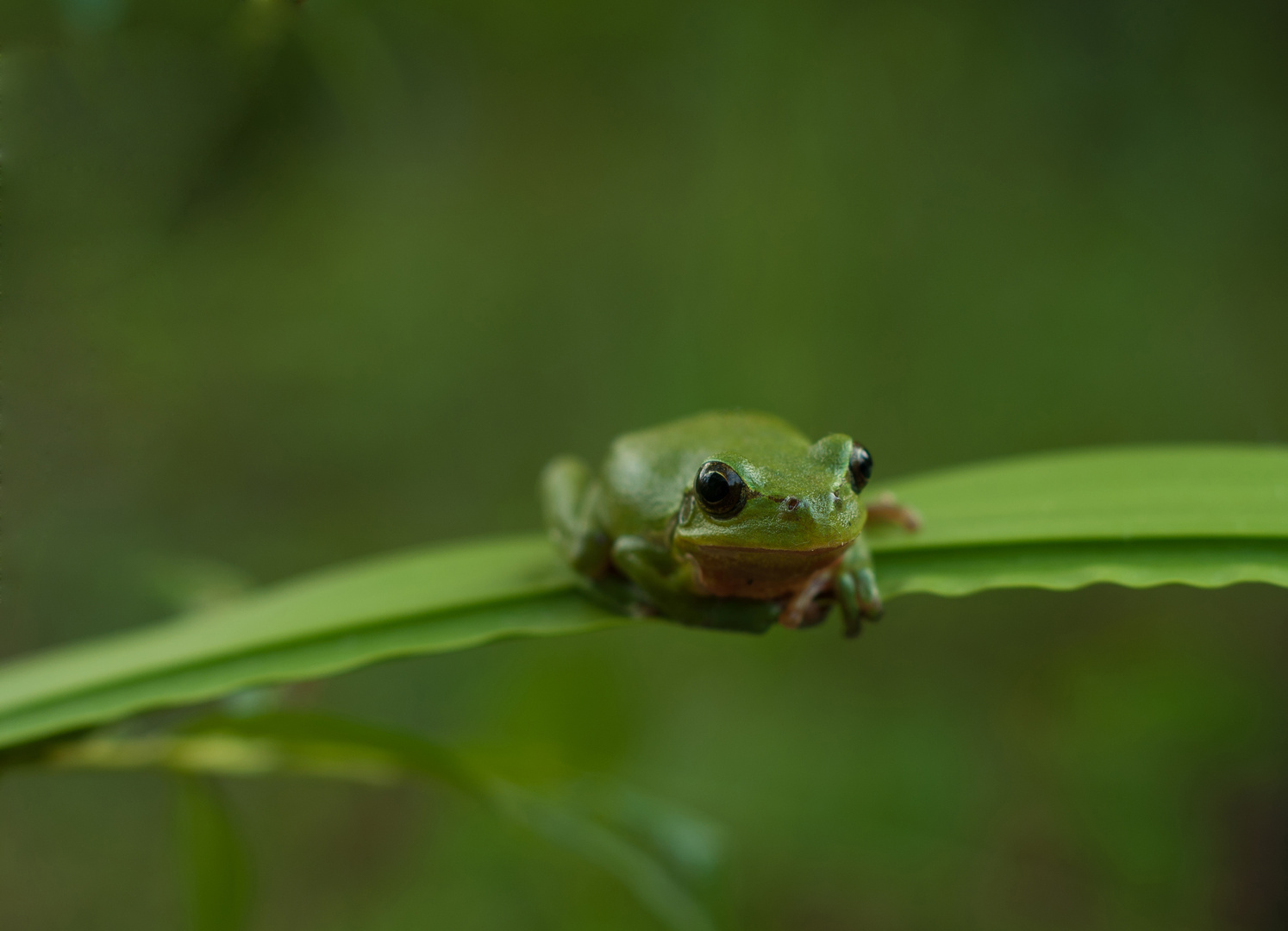 Hyla arborea 3