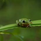 Hyla arborea 3