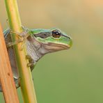 Hyla arborea