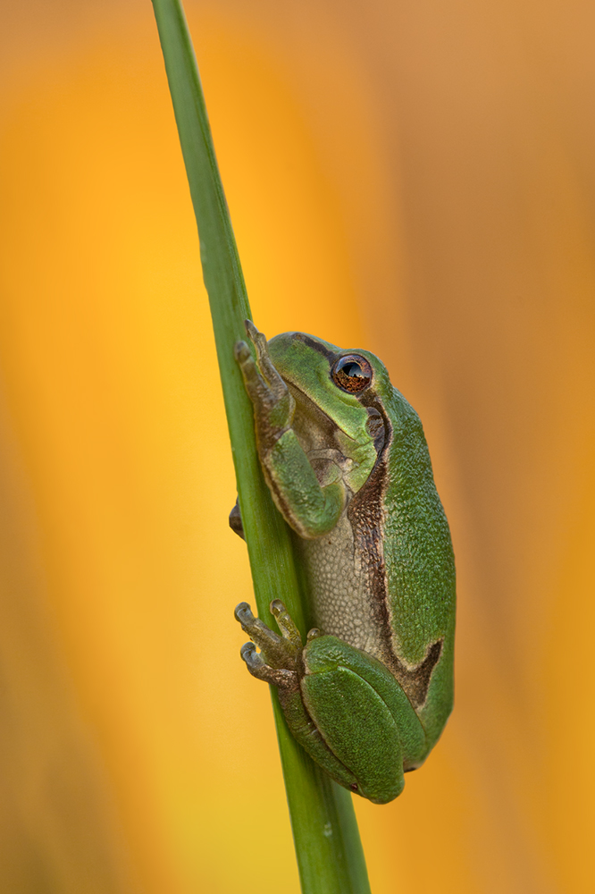 Hyla arborea