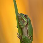 Hyla arborea