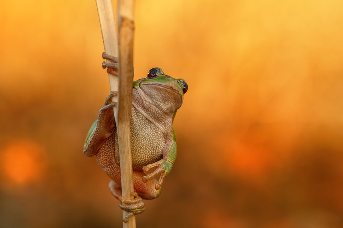  Hyla arborea 