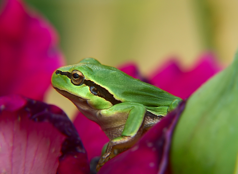 Hyla arborea