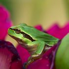 Hyla arborea