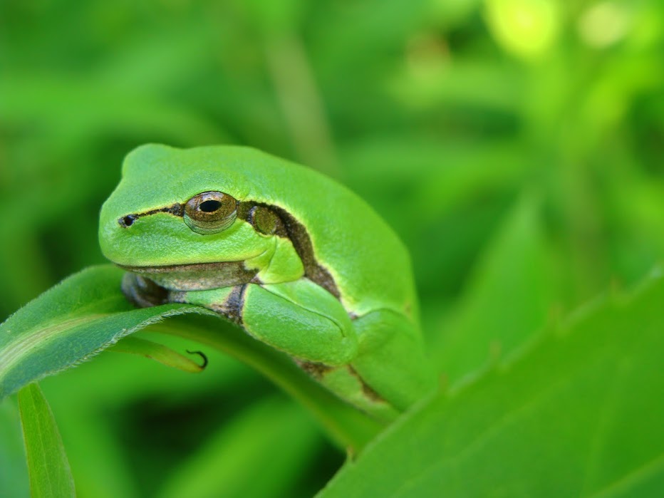 Hyla arborea