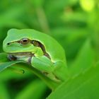 Hyla arborea