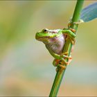 Hyla arborea