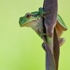 Hyla arborea