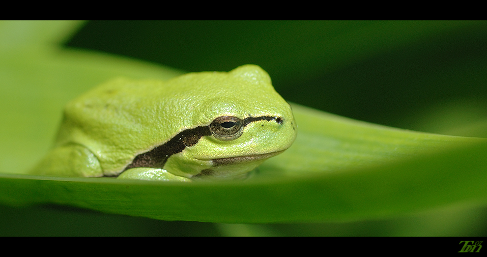 Hyla arborea