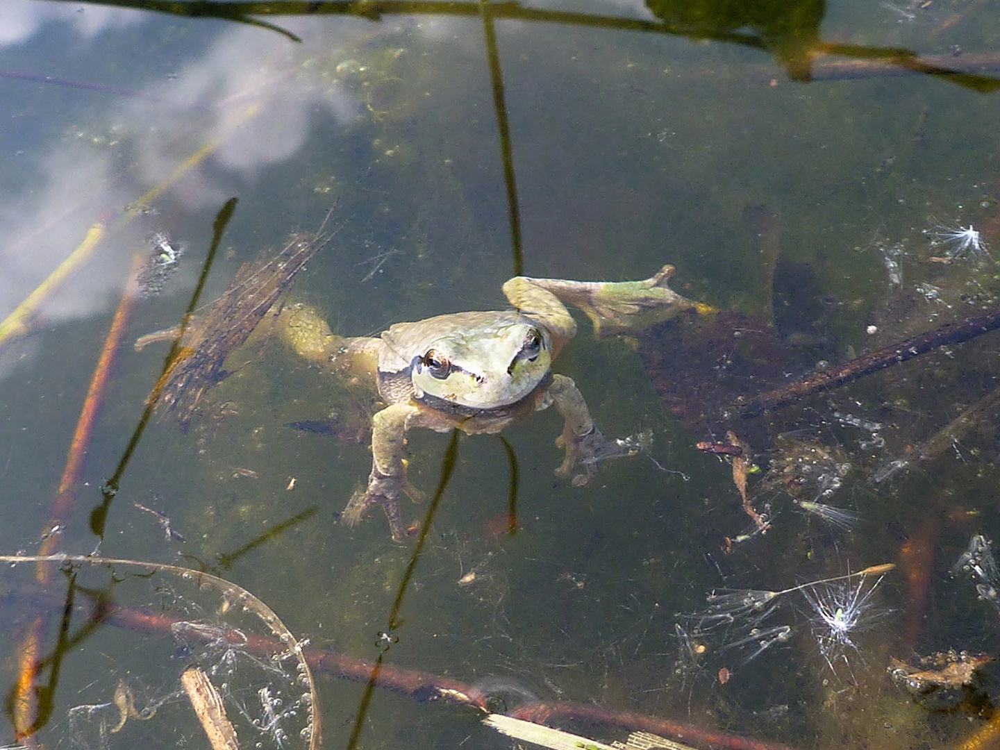 Hyla arborea Foto & Bild teich, natur, see Bilder auf
