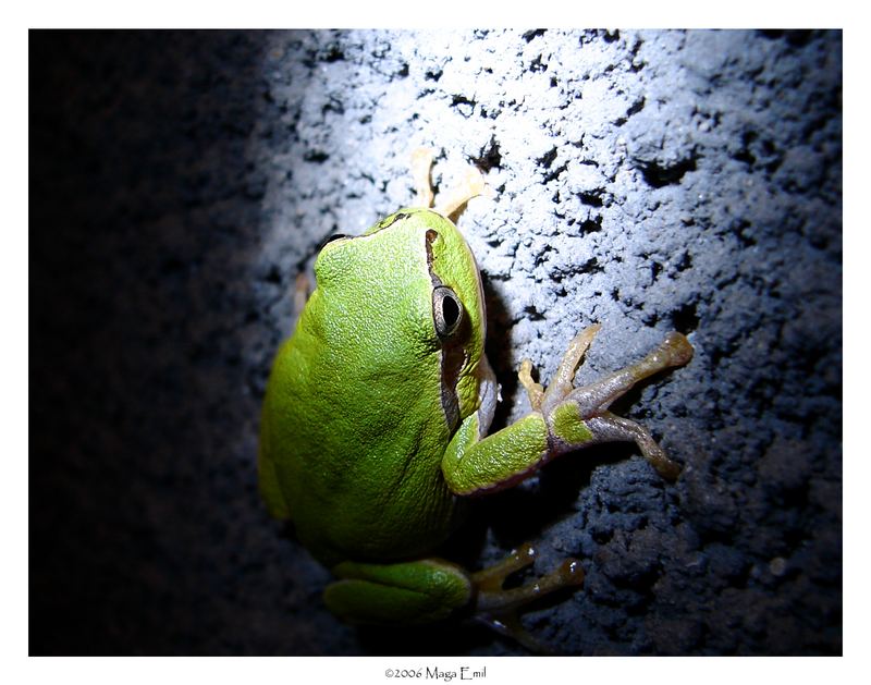 Hyla arborea