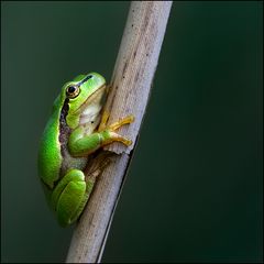 Hyla arborea