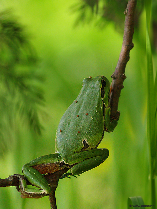 Hyla arborea