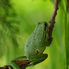 Hyla arborea