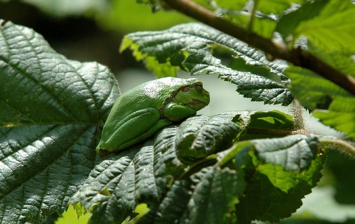 Hyla Arborea Foto & Bild tiere, wildlife, amphibien & reptilien