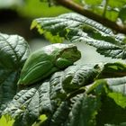 Hyla Arborea