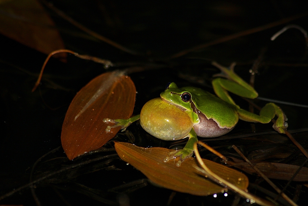 Hyla arborea