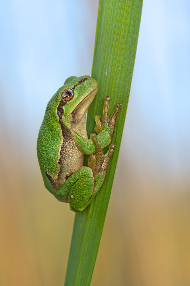 Hyla arborea