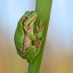 Hyla arborea