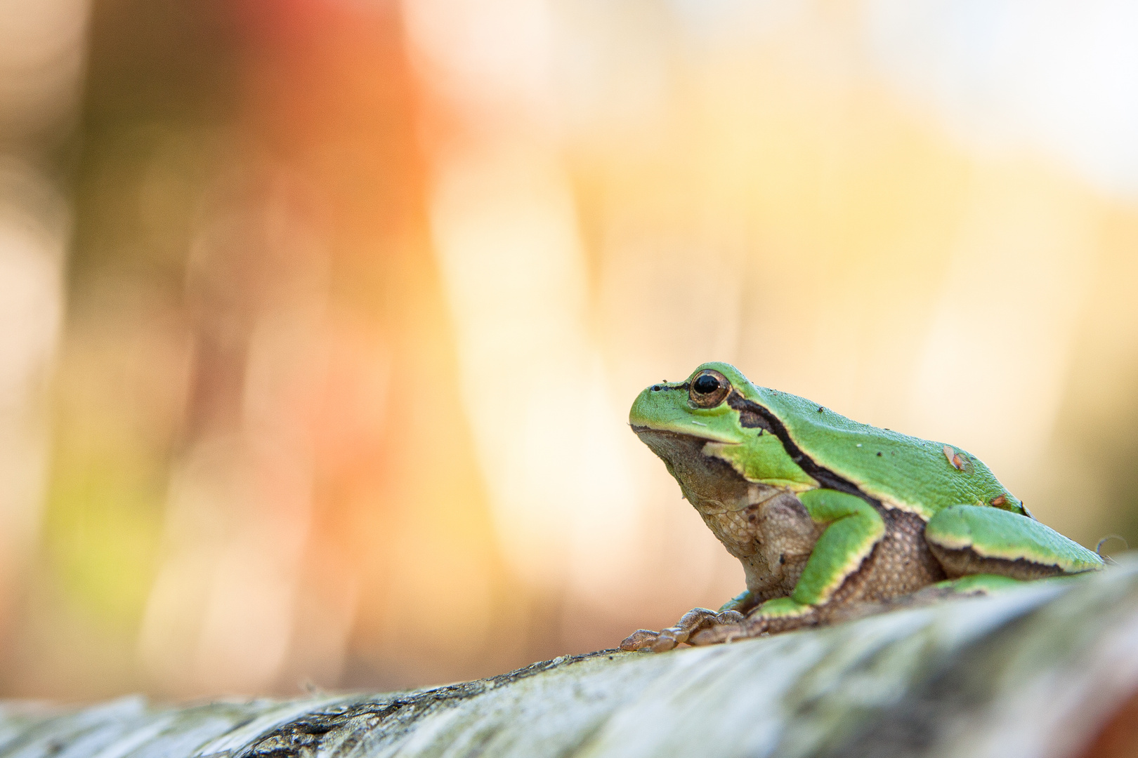 Hyla arborea