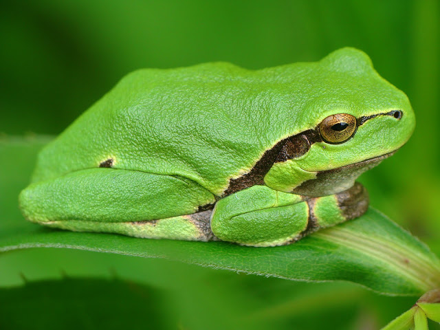 Hyla arborea