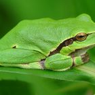 Hyla arborea