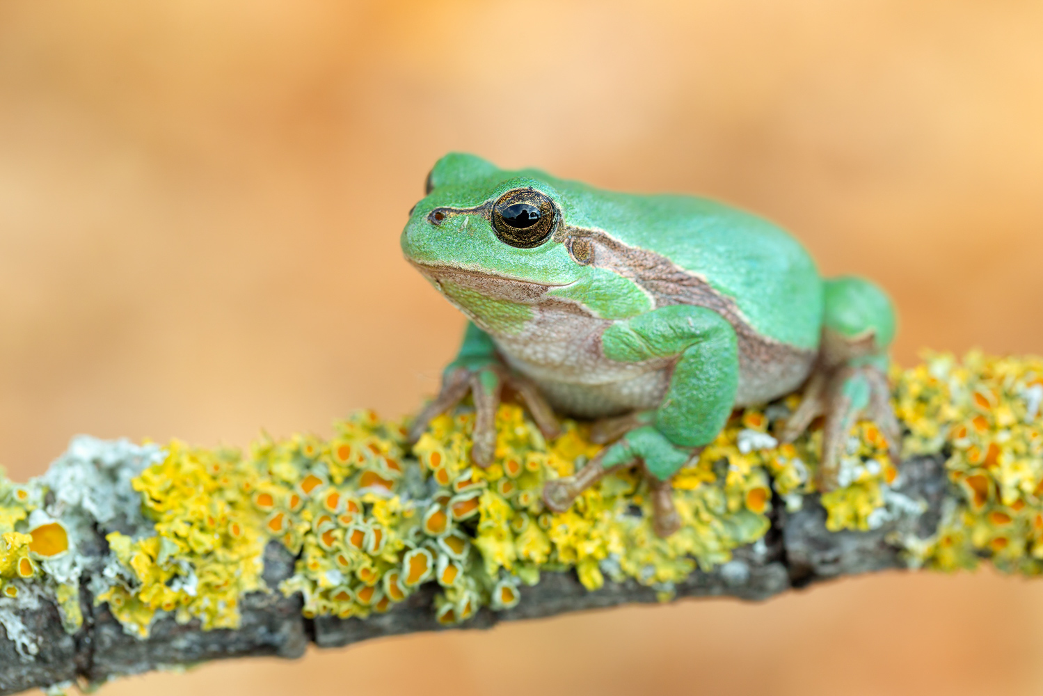  Hyla arborea 