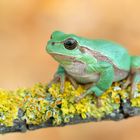  Hyla arborea 