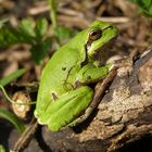 Hyla arborea