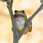 Hyla arborea (Europäischer Laubfrasch)