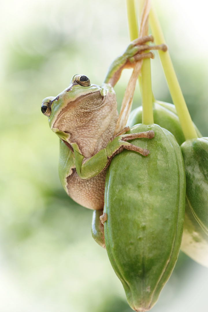 Hyla arborea (Europäischer Laubfrosch)