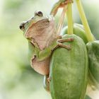 Hyla arborea (Europäischer Laubfrosch)