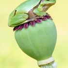 Hyla arborea (Europäischer Laubfrosch)