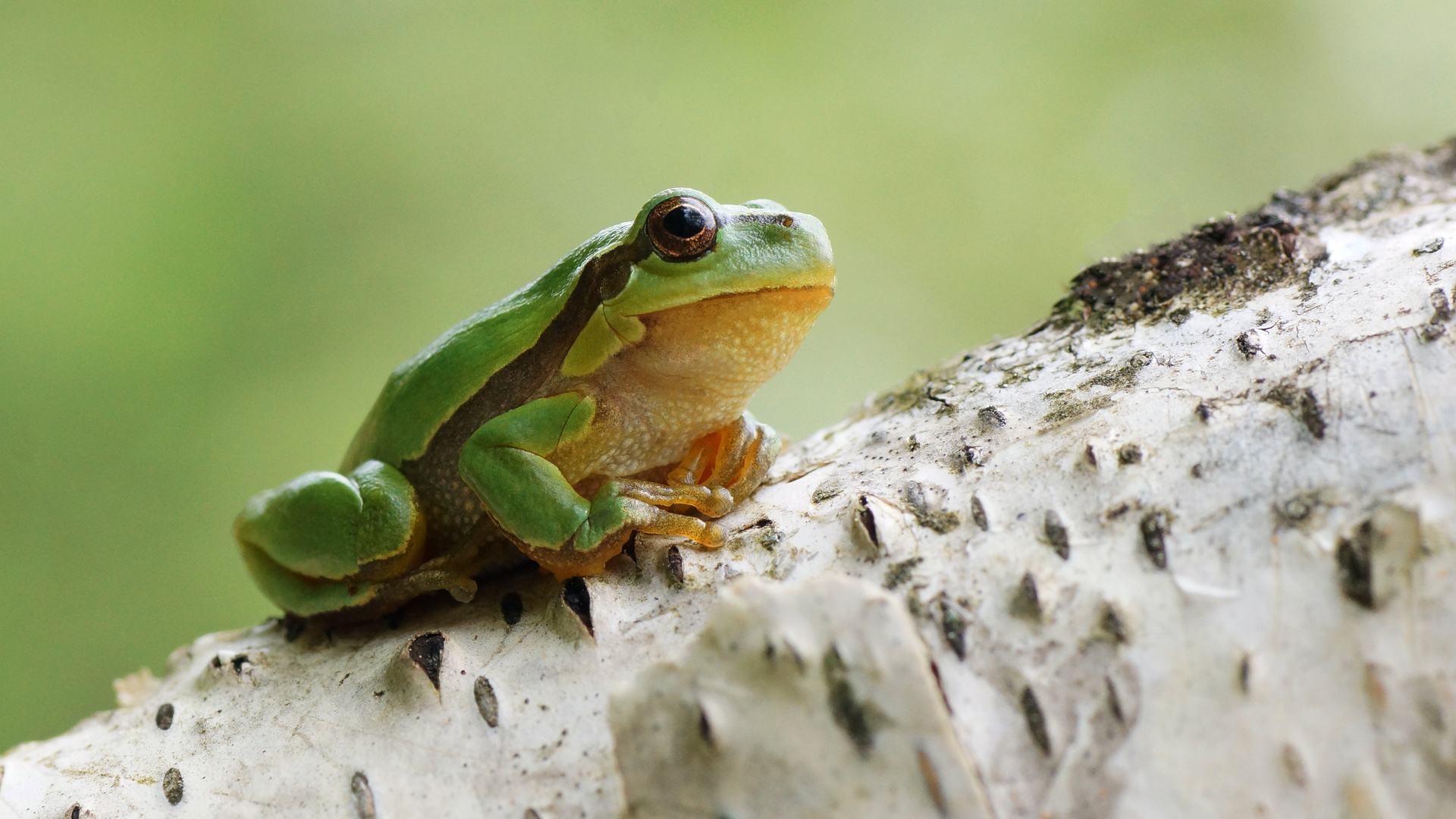 Hyla arborea (Europäischer Laubfrosch)