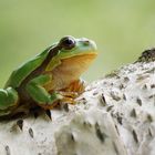 Hyla arborea (Europäischer Laubfrosch)