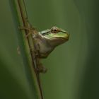 Hyla arborea