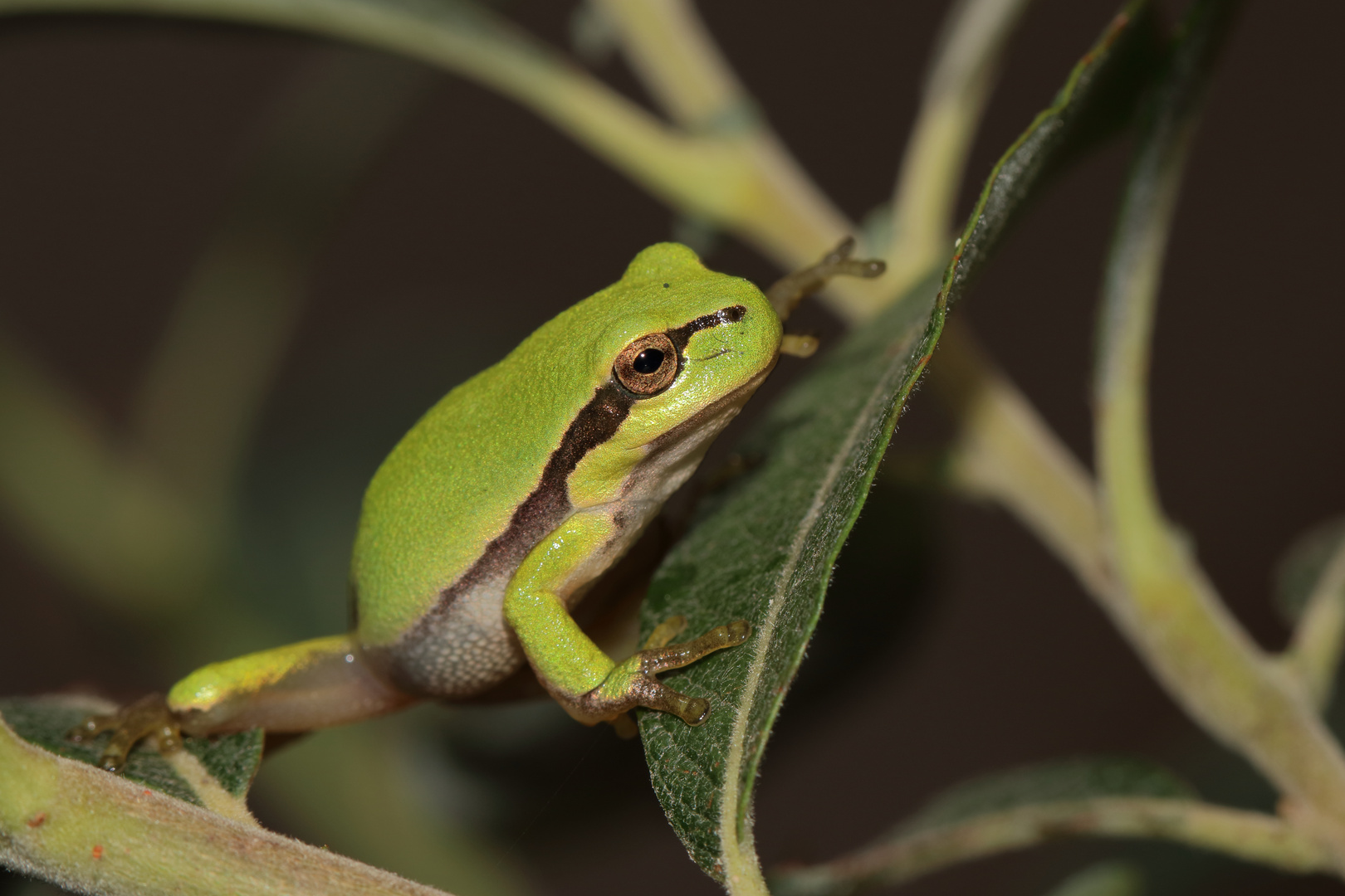 Hyla arborea